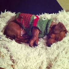 Pin By Retro Mj On Dachs Lll Dachshund Puppies Weenie Dogs Dachshund Dog