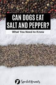 Can Dogs Eat Salt And Pepper What You Need To Know Spoiled Hounds Can Dogs Eat Dog Eating Dog Safe Food
