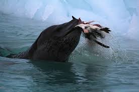 Dies ist die bedeutung von robbenart: Seeleopard Die Zweitgrosste Robbenart In Der Antarktis Tiernah