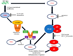 After the initial infection, the virus lies dormant in your body and can reactivate several times a year. Vaccines Free Full Text Immune Response To Herpes Simplex Virus Infection And Vaccine Development