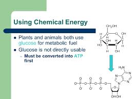 Check spelling or type a new query. Chapter 9 Cellular Respiration Ppt Download
