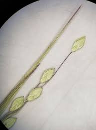 Image result for Dichapetalum deflexum