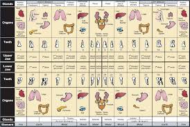 chart the relationship between your wisdom teeth body