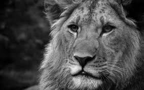 Maybe you would like to learn more about one of these? Black And White Lions Wallpapers Hd Desktop And Mobile Backgrounds
