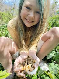Morel mushrooms found in Johnson County backyard