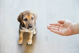 You should worm your dog at least four times per year. Puppy Worming Schedule Vitapet