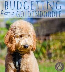 Gallery wags to riches dog grooming. Budgeting For A Goldendoodle Timberidge Goldendoodles