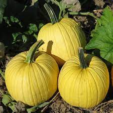 Yellow squash (cucurbita pepo) and pumpkins (cucurbita maxima, cucurbita pepo, cucurbita moschata or cucurbita argyrosperma) are closely related, but the similarities are only on the surface. Hybrid Pumpkin Mellow Yellow