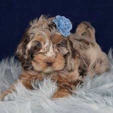 A cockapoo is a good choice for people that sufferers from allergies. Male Cockapoo Puppy For Sale Wallace Puppies For Sale In Pa Nj Ct Va Cockapoo Puppies For Sale Cockapoo Puppies Puppies For Sale