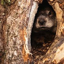 Not just this, they also carry diseases like rabies. How To Get Rid Of Groundhogs Updated For 2021
