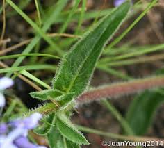 Image result for Conostomium natalense