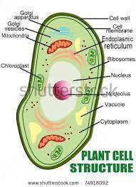 Maybe you would like to learn more about one of these? Vacuole For Kids Shefalitayal