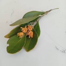Image result for Faurea rubriflora