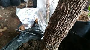 Tanpa Sungkup Dongkelan Asem Jawa Tamarindus Indica Tumbuh Tunas Banyak Youtube