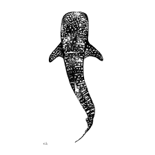 Whale Shark Print (B&W) | Fine Art Print – Elk Draws