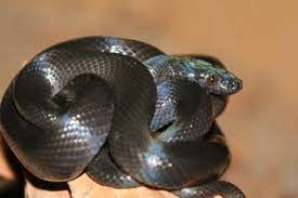 Gallery For Black African House Snake African House Snake African