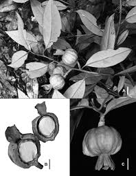 Image result for Strombosiopsis tetrandra