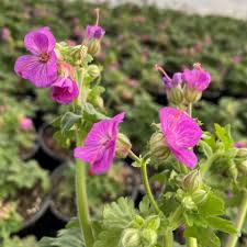 Image result for Geranium vagans