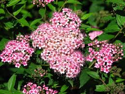 Image result for Spiraea bumalda