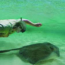 Steve irwin was killed by a short tailed stingray, dasyatis brevicaudata. Crocodile Hunter Death Videos