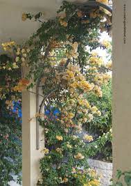 The color combination is vivid and startling. A Mediterranean Style Garden With Arches Of Bougainvillea Creative Jewish Mom