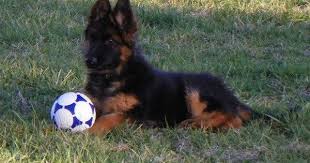 Black And Red Long Coat German Shepherd Puppies Dream Dog Long Coat Black Red German Shepherd German Shepherd Dogs German Shepherd Puppies German Shepherd