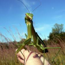 Praying mantis ~ named for its prominent front legs, which are bent and held together at an angle that suggests the earlier this week i saw my first praying mantis in the north campus! How To Care For A Pet Praying Mantis Pethelpful