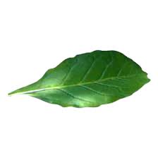 Tobacco Tobacco Png Images Image