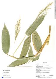 Image result for Olyra latifolia