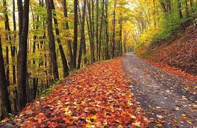 Hatfield Mccoy Trails Wv Wvu Mountaineers Letsgomountaineers Westvirginia Westvirginiaunivers Blackwater Falls State Park Blackwater Falls West Virginia