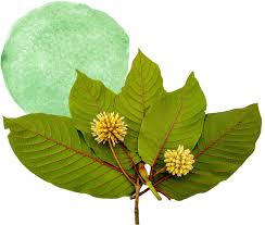 Image result for Mitragyna stipulosa