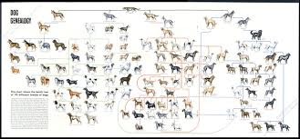 1949 Dog Genealogy History Family Tree 114 Breeds Vintage Poster Print Article Ebay