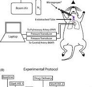 Full article: Pre-clinical assessment of a water-in ...