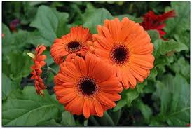 Gerbera O Nome Dessa Flor Gerbera E Uma Homenagem Ao Naturalista Alemao Traug Gerber Que Foi Quem A Descobriu Na Africa Do Sul As Flores Preferidas Dos Cicek