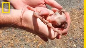 The baby kangaroo is born through its mother's vagina, as is the case with all placental mammals. Baby Kangaroo Rescued From Dead Mother S Pouch National Geographic Youtube
