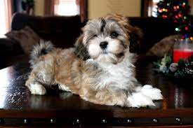 Al/ga/fl poodle rescue (shelter #1158974) x. Havahug Havanese Puppies Havahug Havanese Puppies Of Michigan