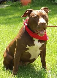 sherman tank pitbull nanny dog clown nanny dog pitbulls four legged