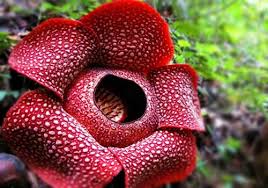 The world's largest flower belongs to the rafflesia genus which is known for producing plants that smell like rotting meat. Mixed Blogspot What Is The Largest Flower In The World