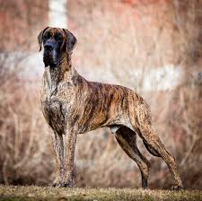 Pin By Milissa Burkey On Pooches Brindle Great Dane Dane Dog Great Dane Dogs