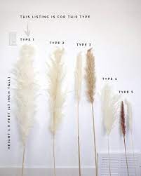 Pampas Grass Large 4 Feet Bleach White Dried Pampas By Luxe B Etsy Bohemian Wedding Flowers Grass Decor Plant Decor
