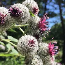 Distel Stachelig Und Eine Faszinierende Konstruktion Der Natur Distel Thistle Stichelig Nature Flowers Lila Naturephoto Community Edeldreist In 2020 Plants