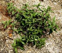 Image result for Eclipta prostrata