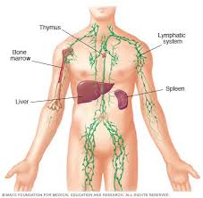 Here S The Best Way To Cleanse The Lymphatic System Alternative Before It S News Lymphatic System Swollen Lymph Nodes Lymph Nodes