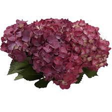 Maybe you would like to learn more about one of these? 20 Rasberry Hydrangea Flowers Beautiful Fresh Cut Flowers Express Delivery Walmart Com Walmart Com