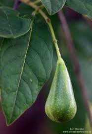 Image result for Schrebera trichoclada