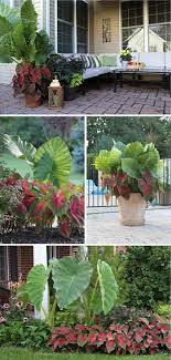 Color Feature Elephant Ear And Caladium Full Sun Container Plants Outdoor Plants Tropical Landscaping