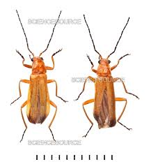 Image result for Brachyachne fulva