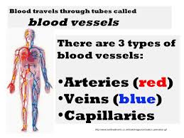 Home » unlabelled » arteries diagram for kids / artery and back into the lungs, where the process begins again. Circulatory System Slide Show