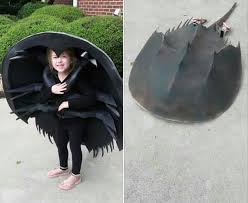 Reminds me of those transformers costumes i've seen before that actually transform. Horseshoe Crab Costume Pics