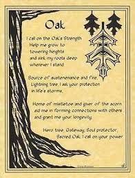 Oak Trees Have Long Been Celebrated As Sacred Strong Tall And Sturdy They Are Associated With Many Gods And Goddesses And In 2020 Book Of Shadows Pagan Witch Wicca